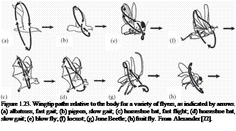 Подпись: Figure 1.23. Wingtip paths relative to the body for a variety of flyers, as indicated by arrows. (a) albatross, fast gait; (b) pigeon, slow gait; (c) horseshoe bat, fast flight; (d) horseshoe bat, slow gait; (e) blow fly; (f) locust; (g) June Beetle; (h) fruit fly. From Alexander [22]. 