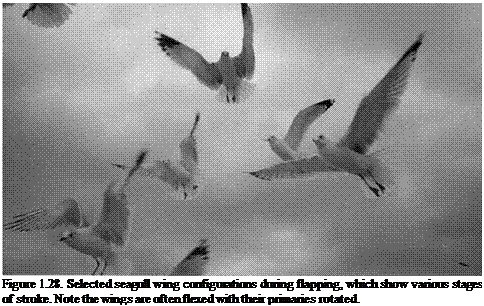 Подпись: Figure 1.28. Selected seagull wing configurations during flapping, which show various stages of stroke. Note the wings are often flexed with their primaries rotated. 