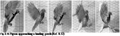 Подпись: Fig. 8.18 Pigeon approaching a landing perch (Ref. 8.32) 